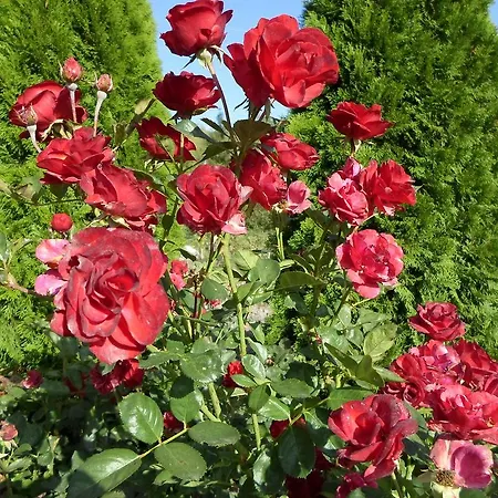 Gæstehus Pacsirta Vendeghaz 3*